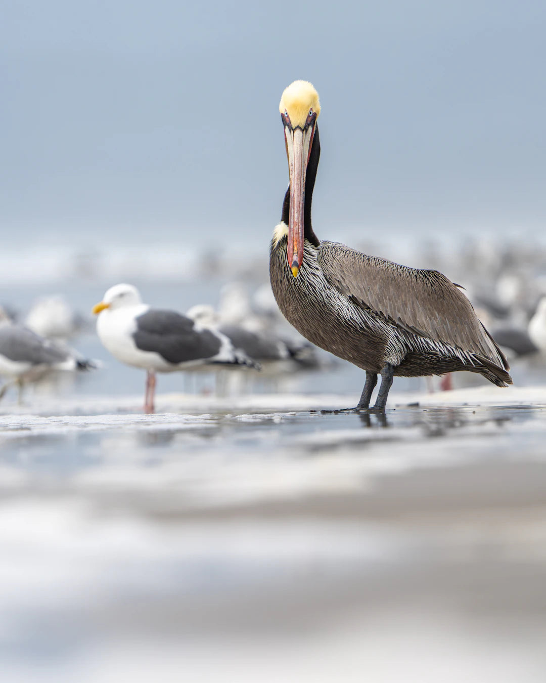 Explore Coastal Wildlife Your Beginner's Guide