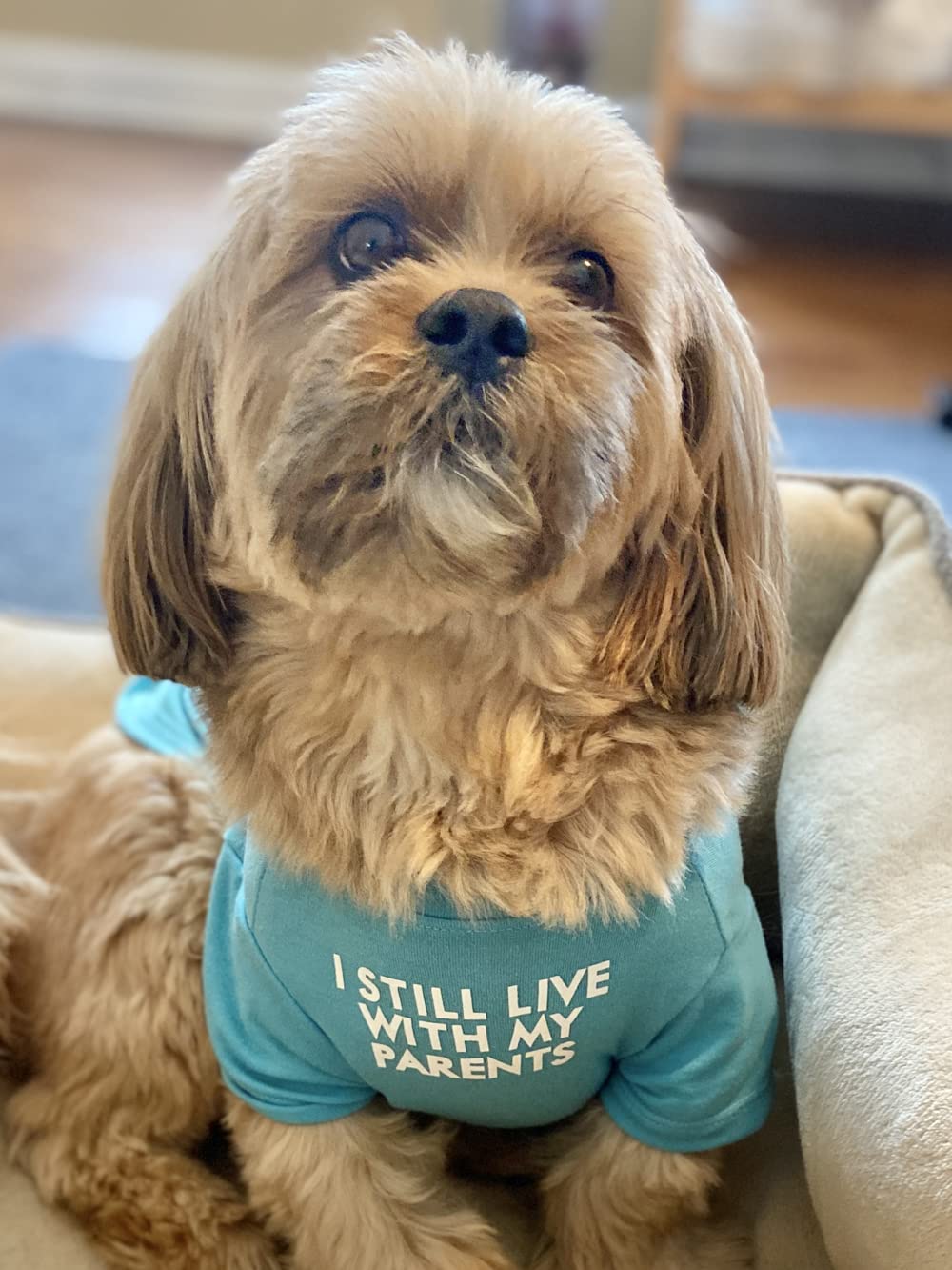 Cute Dog Clothes,Dog T Shirt for Medium Dogs.Dog Clothes for Small Dogs Girl Boy,Puppy.Breathable Soft Dog Costume Pet Dogs Cats,Pet Pullover Jumper,Cat Clothes (XL-(16~20lb), Chest~20", Aqua)